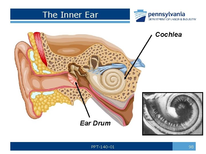 The Inner Ear Cochlea Ear Drum PPT-140 -01 98 