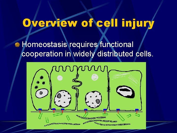 Overview of cell injury Homeostasis requires functional cooperation in widely distributed cells. 