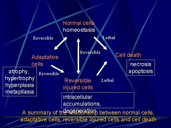 Normal cells homeostasis Lethal Reversible Adaptative cells Reversible Cell death necrosis apoptosis atrophy, Reversible