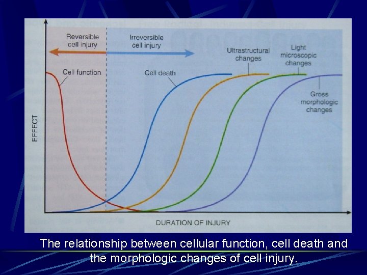 The relationship between cellular function, cell death and the morphologic changes of cell injury.