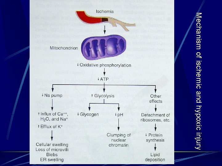 Mechanism of ischemic and hypoxic injury 