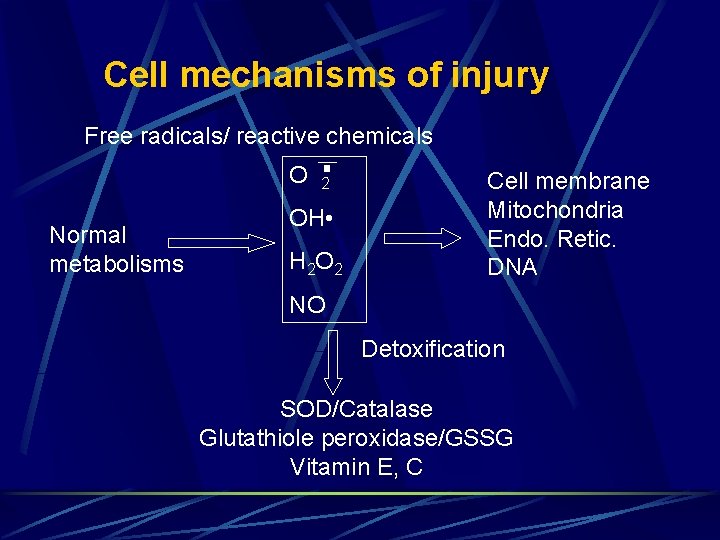 Cell mechanisms of injury Free radicals/ reactive chemicals O Normal metabolisms 2 OH •