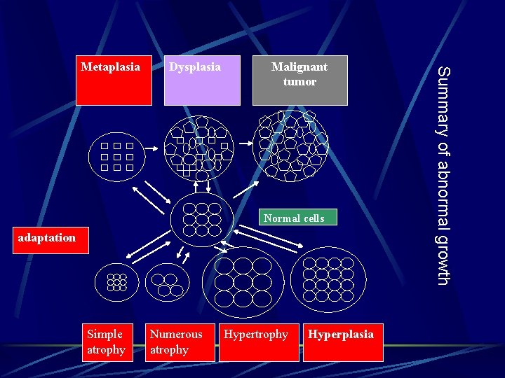 Dysplasia Malignant tumor Normal cells adaptation Simple atrophy Numerous atrophy Hyperplasia Summary of abnormal