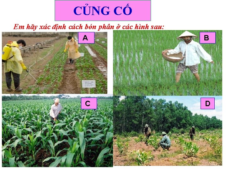 CỦNG CỐ Em hãy xác định cách bón phân ở các hình sau: A CỦNG CỐ Em hãy xác định cách bón phân ở các hình sau: A