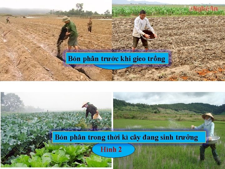 Bón phân Hình trước 1 khi gieo trồng Bón phân trong thời kì cây Bón phân Hình trước 1 khi gieo trồng Bón phân trong thời kì cây