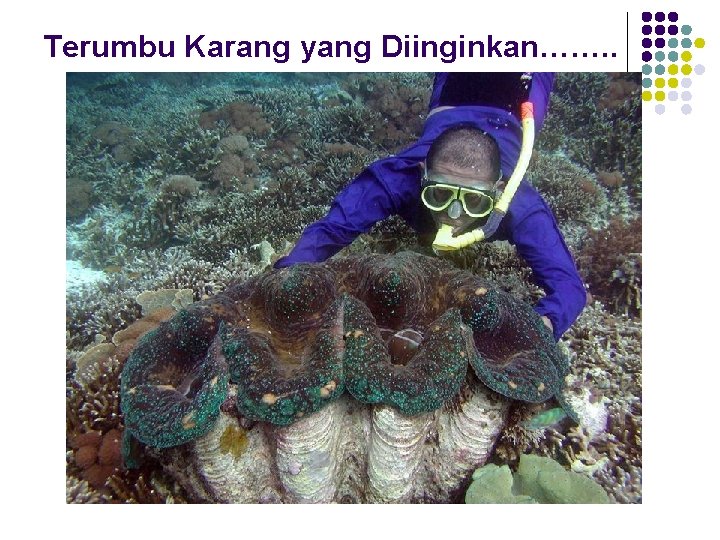 Terumbu Karang yang Diinginkan……. . 