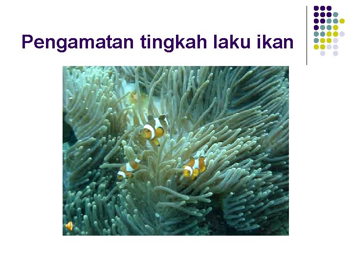 Pengamatan tingkah laku ikan 