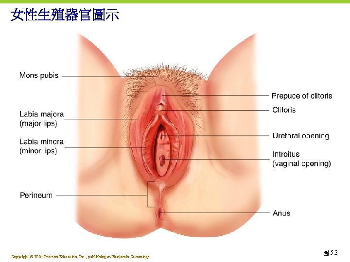女性生殖器官圖示 Copyright © 2004 Pearson Education, Inc. , publishing as Benjamin Cummings 圖 5.