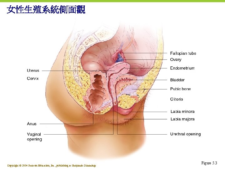 女性生殖系統側面觀 Copyright © 2004 Pearson Education, Inc. , publishing as Benjamin Cummings Figure 5.