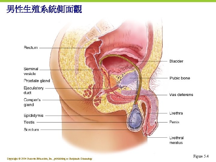 男性生殖系統側面觀 Copyright © 2004 Pearson Education, Inc. , publishing as Benjamin Cummings Figure 5.