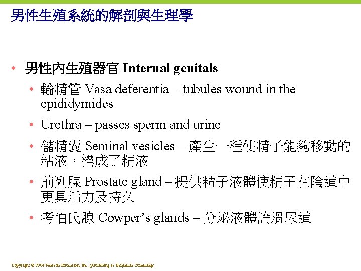 男性生殖系統的解剖與生理學 • 男性內生殖器官 Internal genitals • 輸精管 Vasa deferentia – tubules wound in the