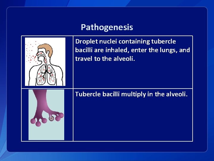 Pathogenesis Droplet nuclei containing tubercle bacilli are inhaled, enter the lungs, and travel to