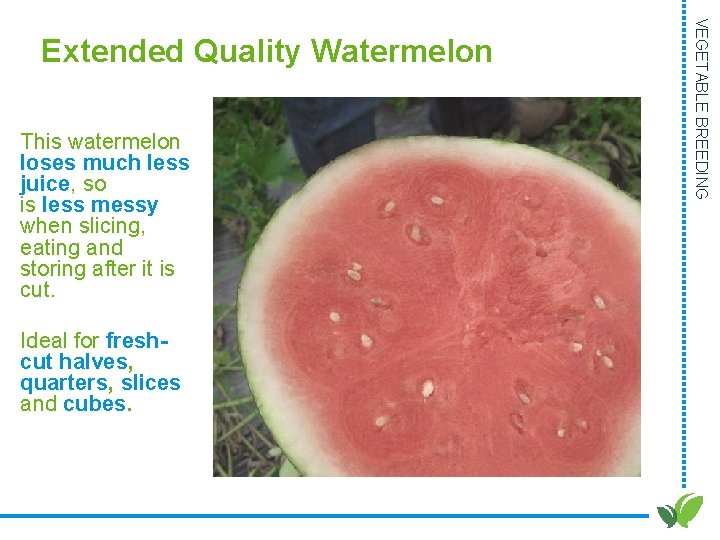 This watermelon loses much less juice, so is less messy when slicing, eating and This watermelon loses much less juice, so is less messy when slicing, eating and