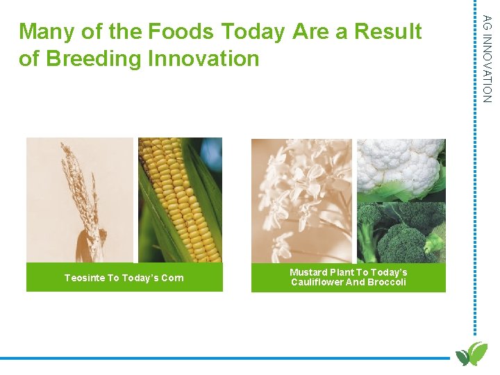 Teosinte To Today’s Corn Mustard Plant To Today’s Cauliflower And Broccoli AG INNOVATION Many Teosinte To Today’s Corn Mustard Plant To Today’s Cauliflower And Broccoli AG INNOVATION Many