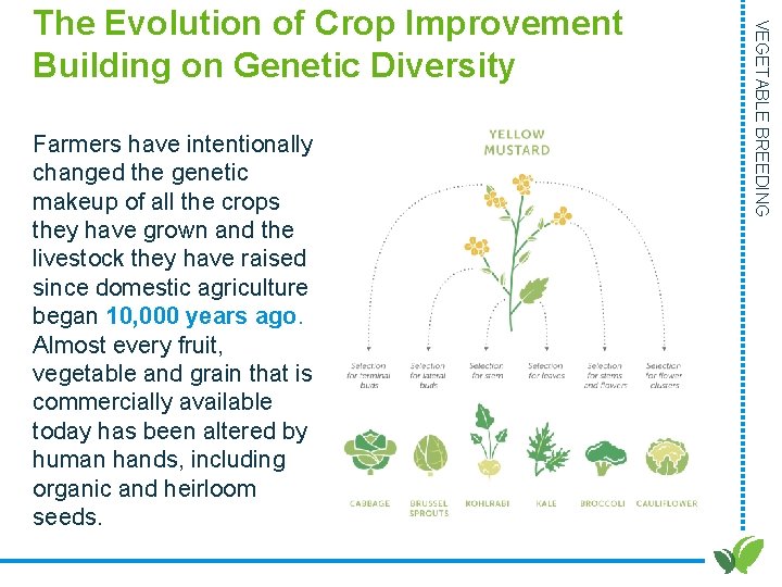 Farmers have intentionally changed the genetic makeup of all the crops they have grown Farmers have intentionally changed the genetic makeup of all the crops they have grown