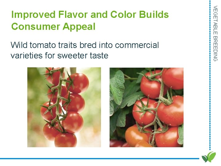 Wild tomato traits bred into commercial varieties for sweeter taste VEGETABLE BREEDING Improved Flavor Wild tomato traits bred into commercial varieties for sweeter taste VEGETABLE BREEDING Improved Flavor