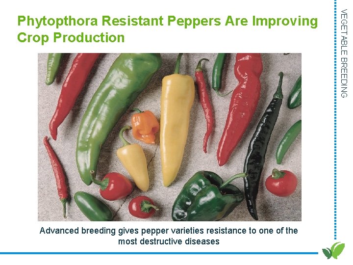 Advanced breeding gives pepper varieties resistance to one of the most destructive diseases VEGETABLE Advanced breeding gives pepper varieties resistance to one of the most destructive diseases VEGETABLE