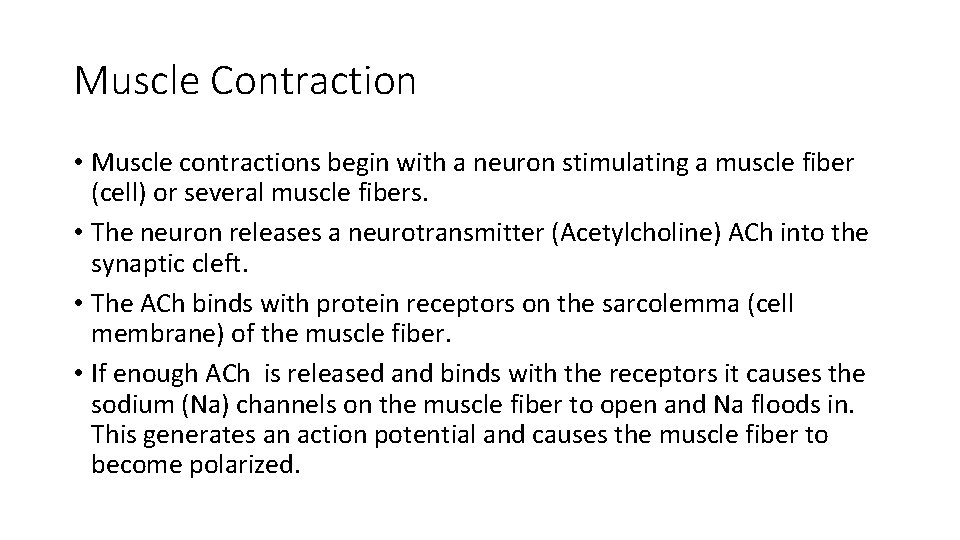 Muscle Contraction • Muscle contractions begin with a neuron stimulating a muscle fiber (cell)