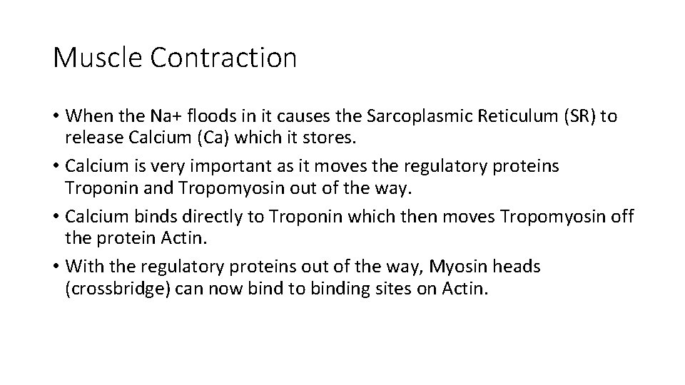 Muscle Contraction • When the Na+ floods in it causes the Sarcoplasmic Reticulum (SR)