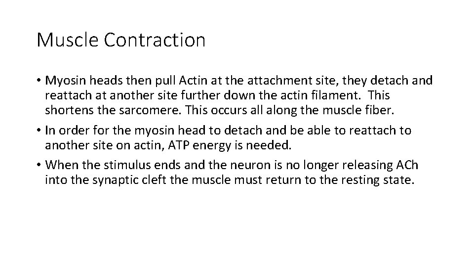 Muscle Contraction • Myosin heads then pull Actin at the attachment site, they detach