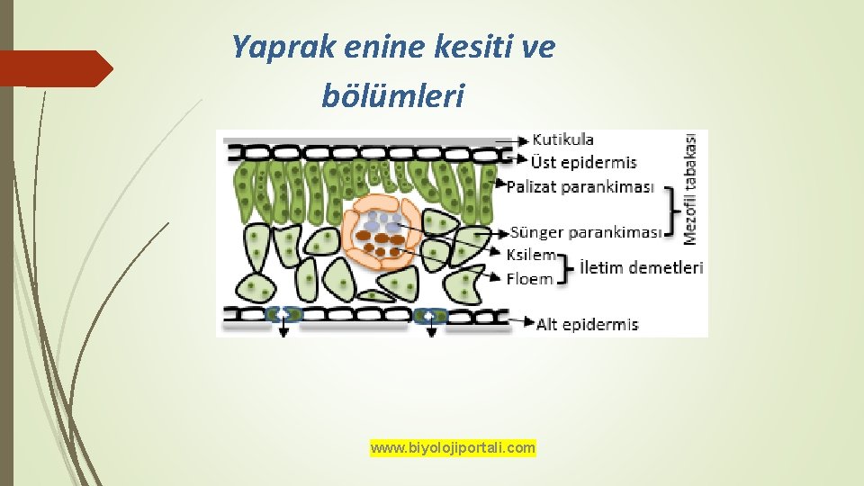 Yaprak enine kesiti ve bölümleri www. biyolojiportali. com 