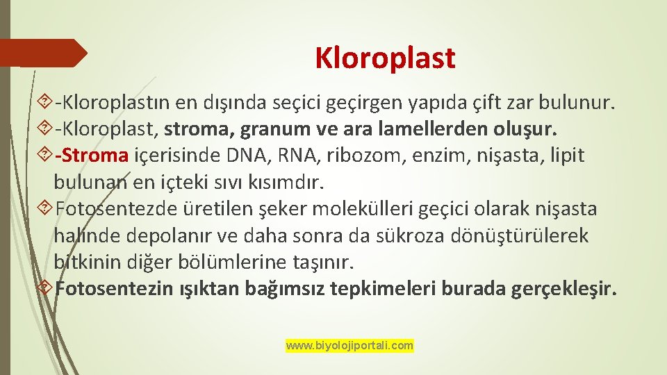 Kloroplast -Kloroplastın en dışında seçici geçirgen yapıda çift zar bulunur. -Kloroplast, stroma, granum ve