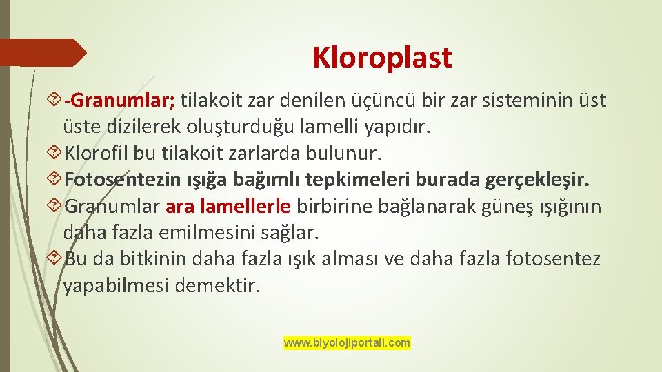 Kloroplast -Granumlar; tilakoit zar denilen üçüncü bir zar sisteminin üste dizilerek oluşturduğu lamelli yapıdır.