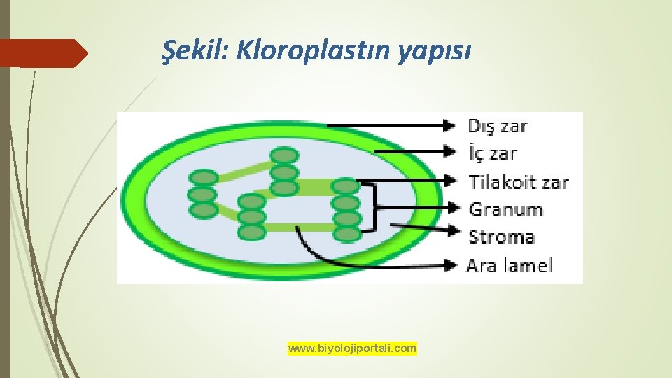 Şekil: Kloroplastın yapısı www. biyolojiportali. com 