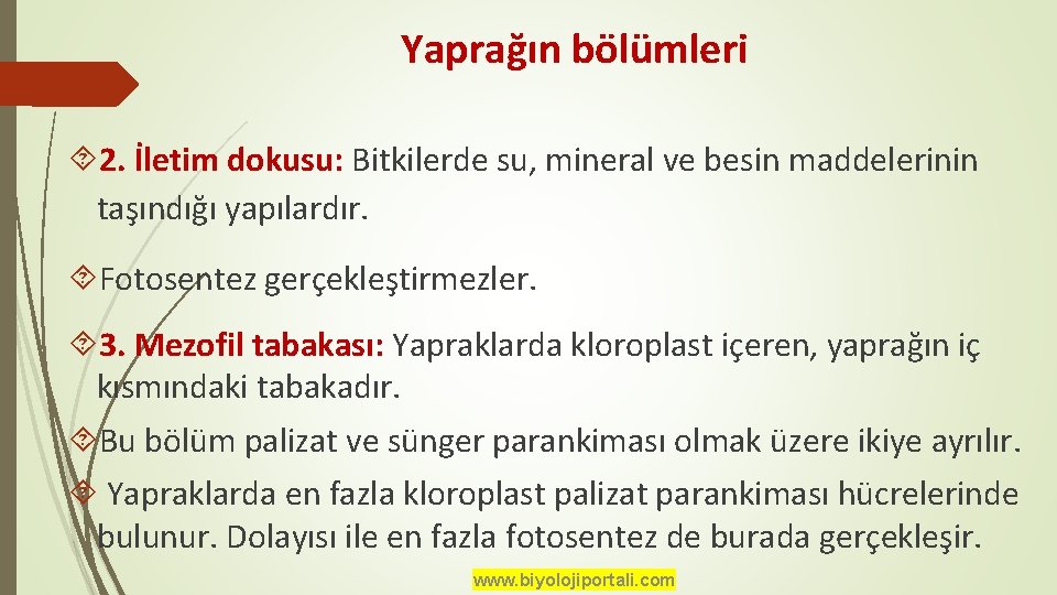 Yaprağın bölümleri 2. İletim dokusu: Bitkilerde su, mineral ve besin maddelerinin taşındığı yapılardır. Fotosentez