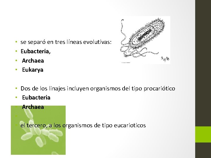  • • se separó en tres líneas evolutivas: Eubacteria, Archaea Eukarya • •