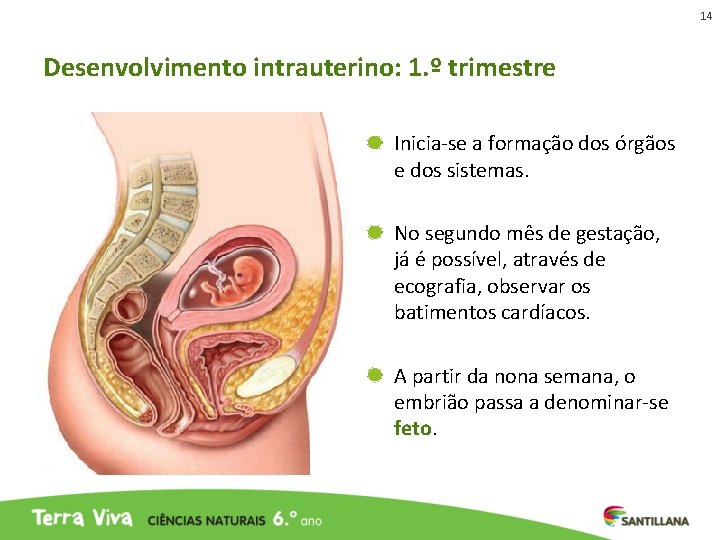 14 Desenvolvimento intrauterino: 1. º trimestre Inicia-se a formação dos órgãos e dos sistemas. 14 Desenvolvimento intrauterino: 1. º trimestre Inicia-se a formação dos órgãos e dos sistemas.