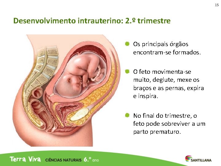 15 Desenvolvimento intrauterino: 2. º trimestre Os principais órgãos encontram-se formados. O feto movimenta-se 15 Desenvolvimento intrauterino: 2. º trimestre Os principais órgãos encontram-se formados. O feto movimenta-se