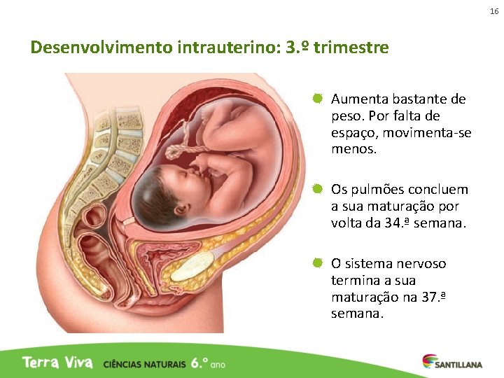 16 Desenvolvimento intrauterino: 3. º trimestre Aumenta bastante de peso. Por falta de espaço, 16 Desenvolvimento intrauterino: 3. º trimestre Aumenta bastante de peso. Por falta de espaço,