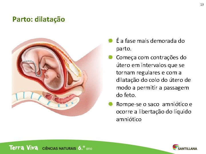 19 Parto: dilatação É a fase mais demorada do parto. Começa com contrações do 19 Parto: dilatação É a fase mais demorada do parto. Começa com contrações do