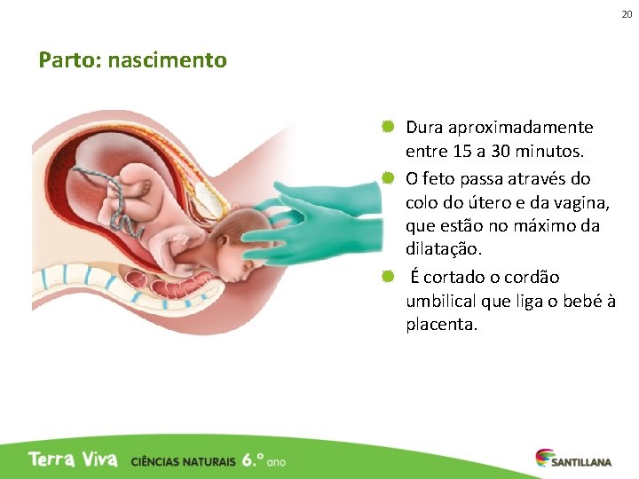 20 Parto: nascimento Dura aproximadamente entre 15 a 30 minutos. O feto passa através 20 Parto: nascimento Dura aproximadamente entre 15 a 30 minutos. O feto passa através