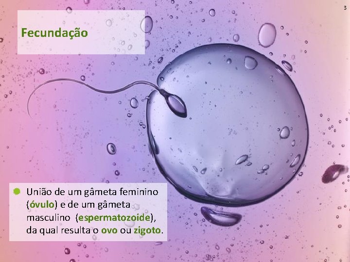 3 Fecundação União de um gâmeta feminino (óvulo) e de um gâmeta masculino (espermatozoide), 3 Fecundação União de um gâmeta feminino (óvulo) e de um gâmeta masculino (espermatozoide),