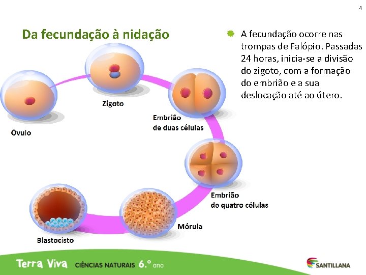 4 Da fecundação à nidação A fecundação ocorre nas trompas de Falópio. Passadas 24 4 Da fecundação à nidação A fecundação ocorre nas trompas de Falópio. Passadas 24