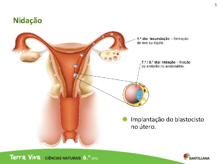 5 Nidação Implantação do blastocisto no útero. 5 Nidação Implantação do blastocisto no útero.