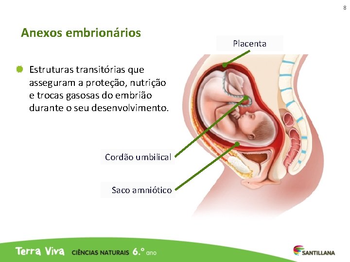 8 Anexos embrionários Estruturas transitórias que asseguram a proteção, nutrição e trocas gasosas do 8 Anexos embrionários Estruturas transitórias que asseguram a proteção, nutrição e trocas gasosas do