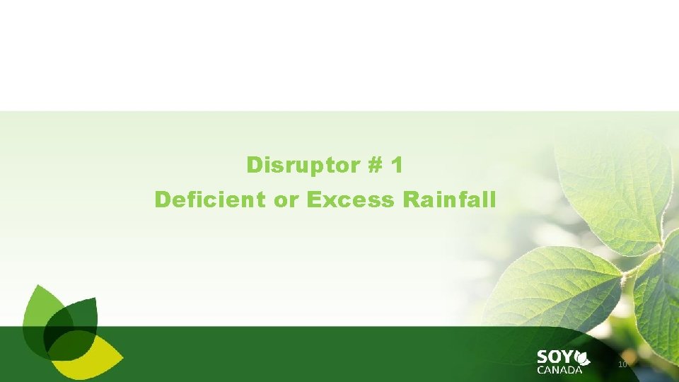Disruptor # 1 Deficient or Excess Rainfall 10 