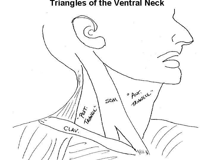 Triangles of the Ventral Neck 