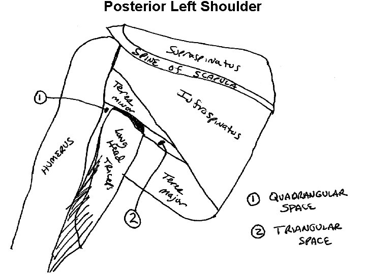 Posterior Left Shoulder 