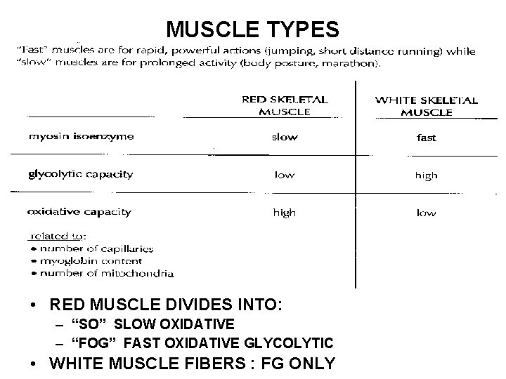 MUSCLE TYPES • RED MUSCLE DIVIDES INTO: – “SO” SLOW OXIDATIVE – “FOG” FAST