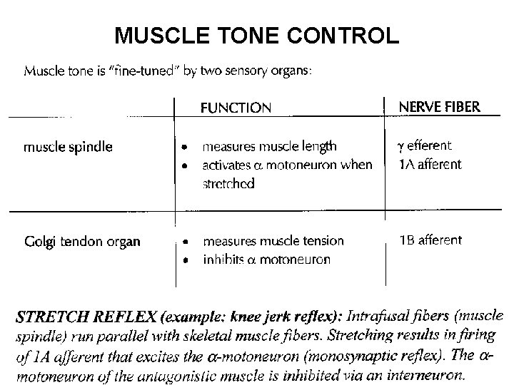 MUSCLE TONE CONTROL 