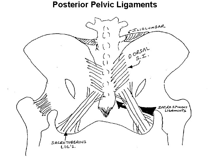 Posterior Pelvic Ligaments 