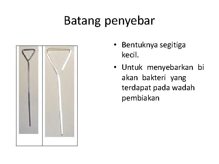 Batang penyebar • Bentuknya segitiga kecil. • Untuk menyebarkan bi akan bakteri yang terdapat