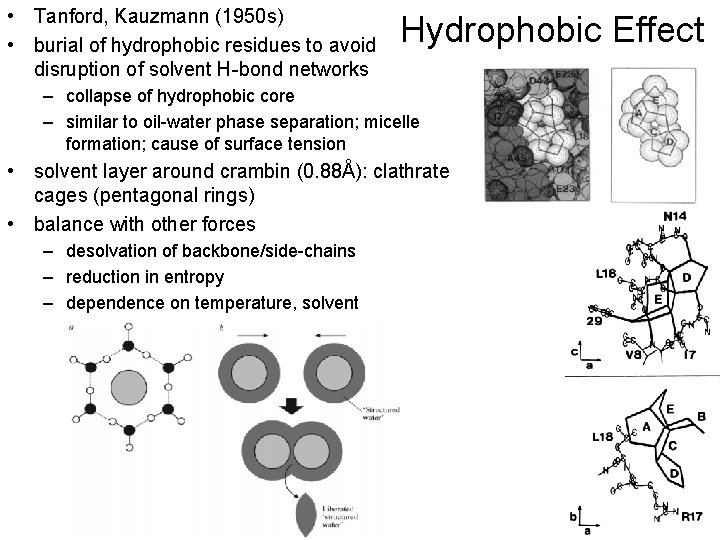  • Tanford, Kauzmann (1950 s) • burial of hydrophobic residues to avoid disruption