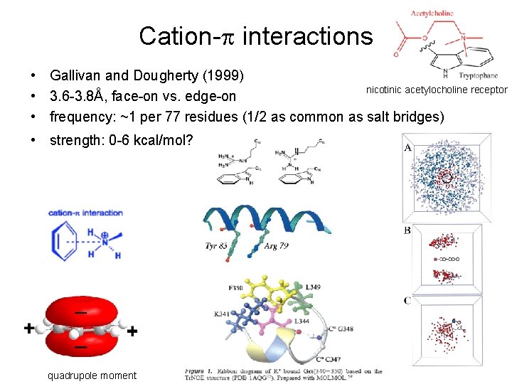 Cation-p interactions • Gallivan and Dougherty (1999) nicotinic acetylocholine receptor • 3. 6 -3.