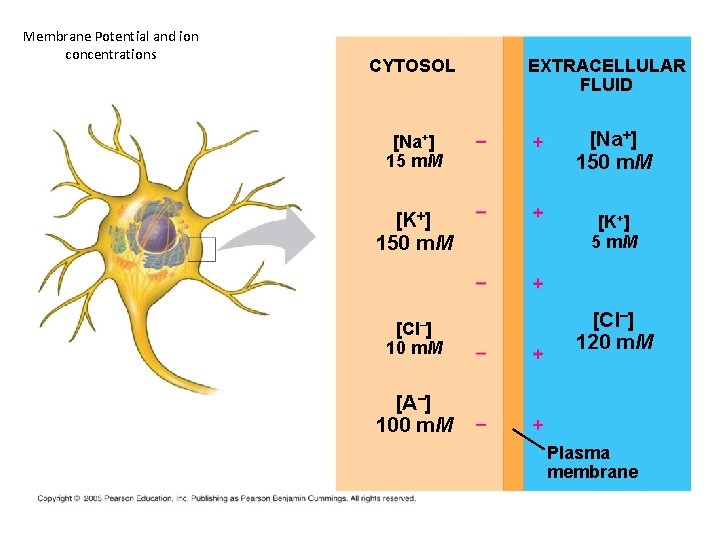 Membrane Potential and ion concentrations CYTOSOL EXTRACELLULAR FLUID [Na+] 15 m. M [Na+] 150