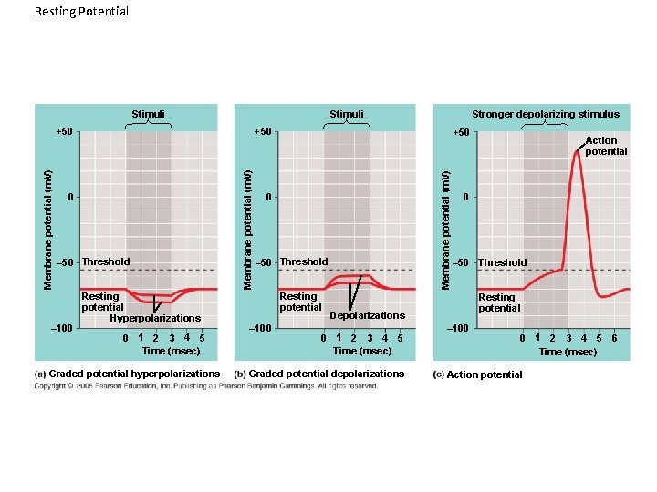 Resting Potential Stimuli +50 – 50 Threshold Resting potential Hyperpolarizations 0 1 2 3 Resting Potential Stimuli +50 – 50 Threshold Resting potential Hyperpolarizations 0 1 2 3